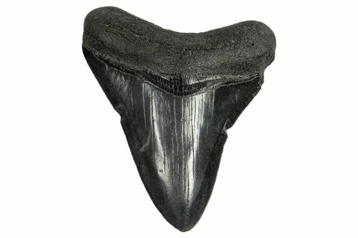 Fossil Megalodon Tooth - South Carolina #168160